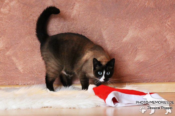 Hauskatze im Studio zu Weihnachten