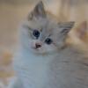 Katzen