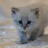 Katzen
