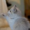 Katzen