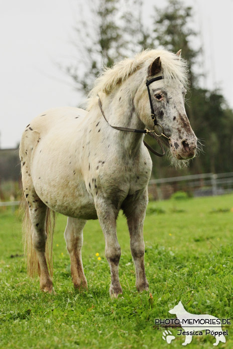 Shetlandpony in Action