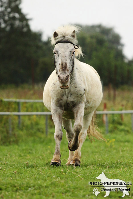 Shetlandpony in Action