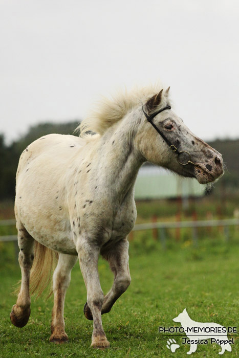 Shetlandpony in Action