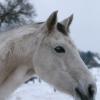 Weißes Pferd im Winter auf einer Koppel