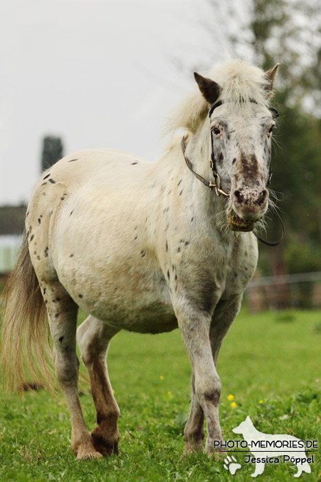 Shetlandpony in Action