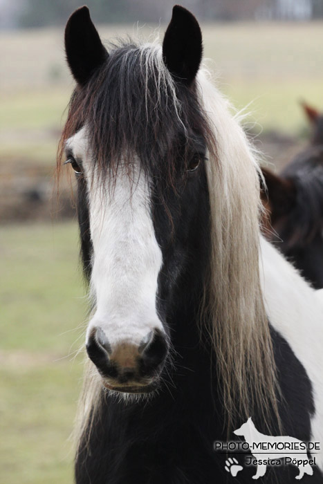 Pferd auf einer Koppel