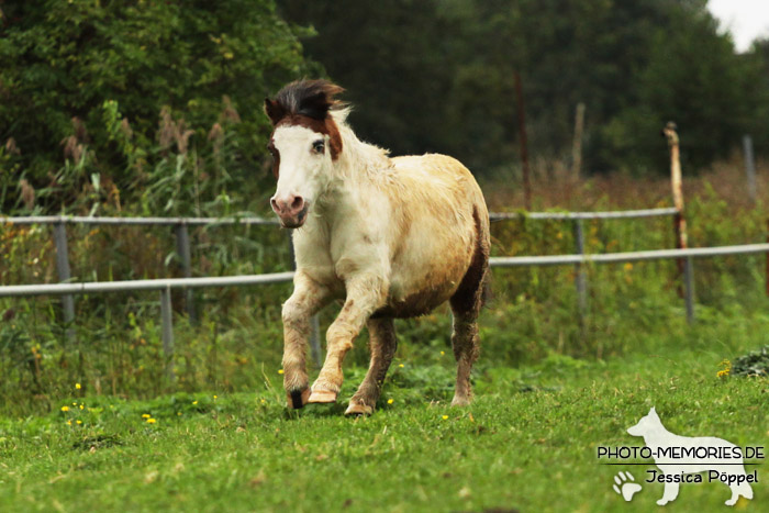 Shetlandpony Schecke in Action