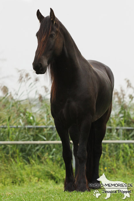 Friese im Stand