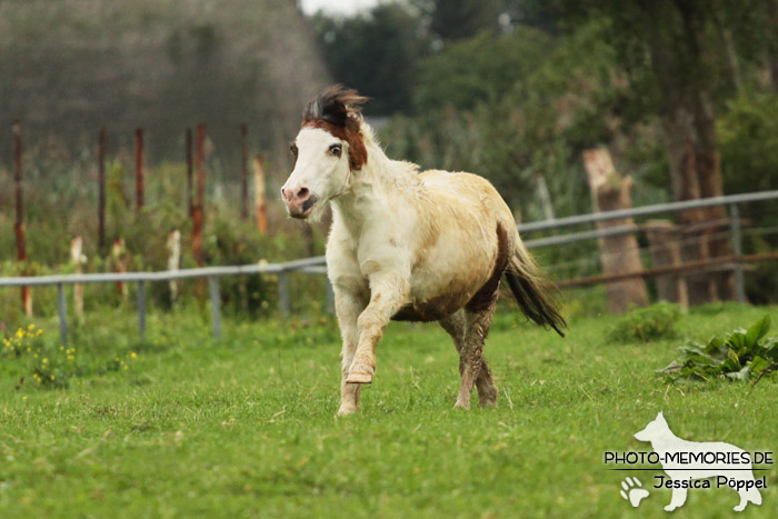 Shetlandpony Schecke in Action