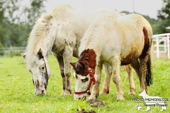 Zwei Shetlandponys beim Grasen