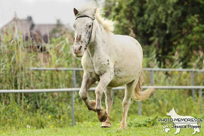 Shetlandpony in Action