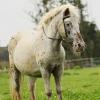 Shetlandpony in Action