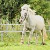 Shetlandpony in Action