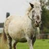 Shetlandpony in Action