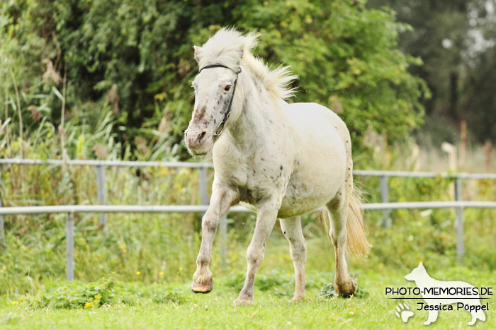 Shetlandpony in Action