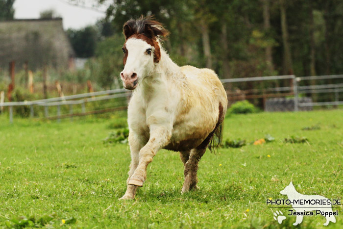 Shetlandpony Schecke in Action