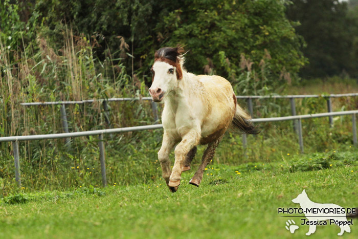 Shetlandpony Schecke in Action