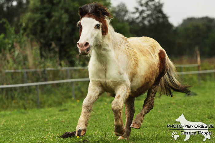 Shetlandpony Schecke in Action