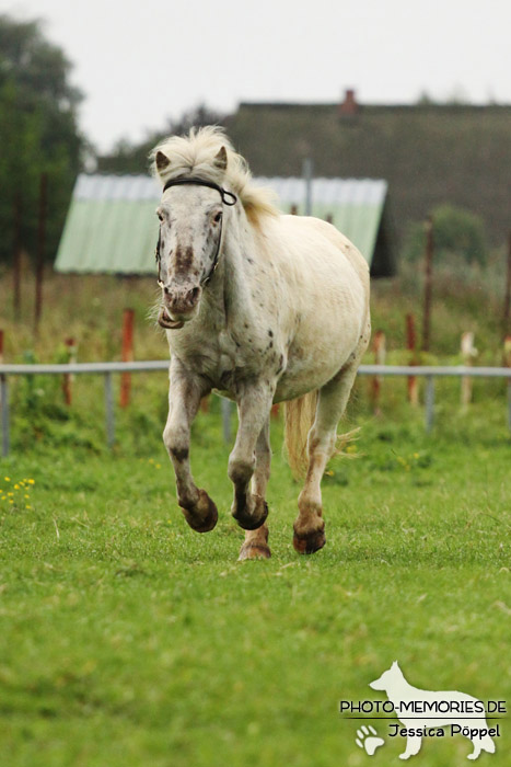 Shetlandpony in Action