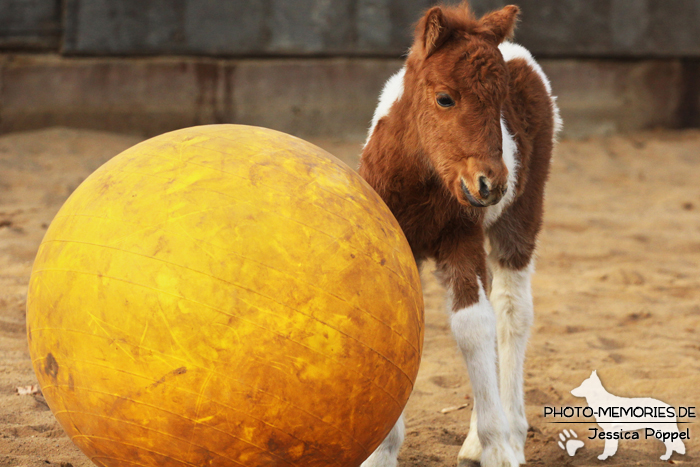 Ein Fohlen mit Ball in der Reithalle