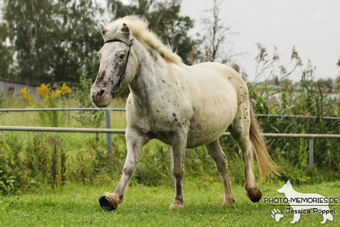 Shetlandpony in Action