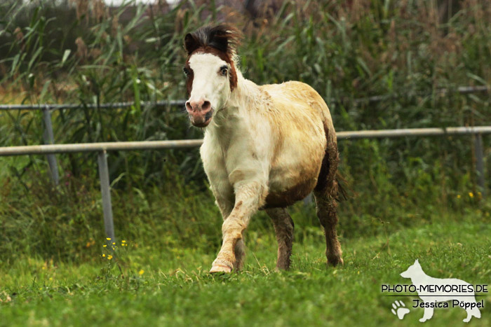 Shetlandpony Schecke in Action