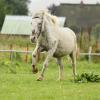 Shetlandpony in Action