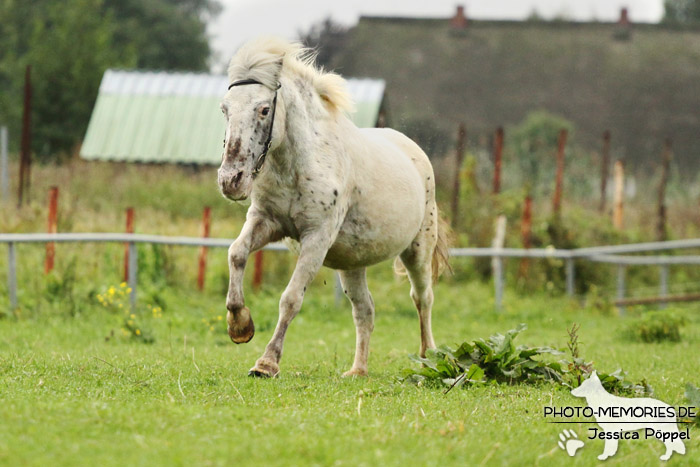 Shetlandpony in Action