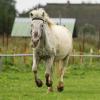 Shetlandpony in Action