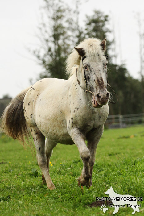 Shetlandpony in Action