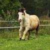 Shetlandpony Schecke in Action