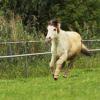 Shetlandpony Schecke in Action