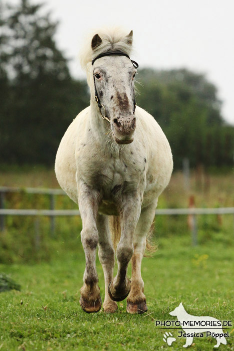 Shetlandpony in Action