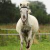 Shetlandpony in Action