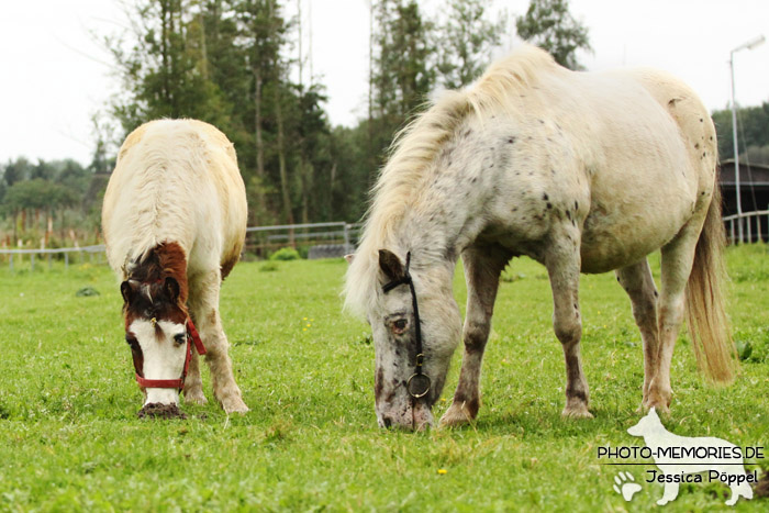 Zwei Shetlandponys beim Grasen