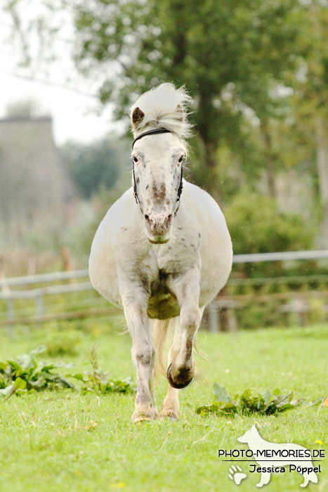 Shetlandpony in Action