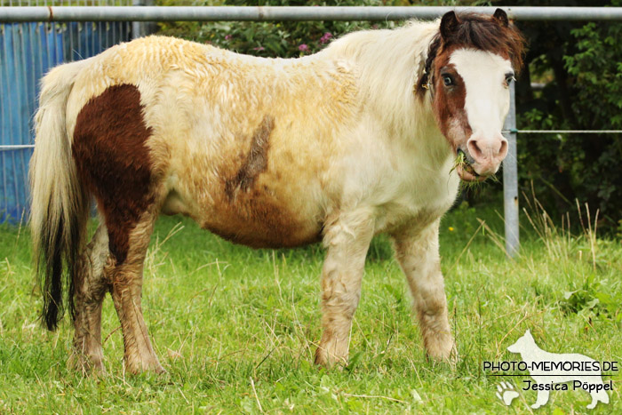 Shetlandpony Schecke in Action