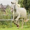 Shetlandpony in Action