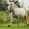 Shetlandpony in Action