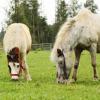 Zwei Shetlandponys beim Grasen