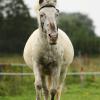 Shetlandpony in Action