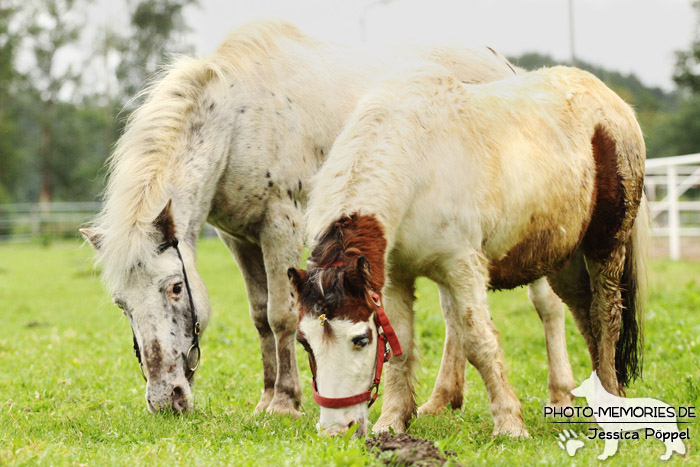 Zwei Shetlandponys beim Grasen