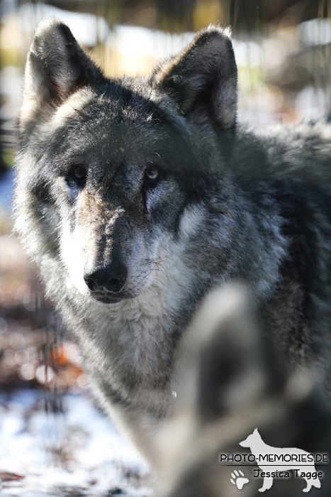 Europäischer Grauwolf im Wolfcenter