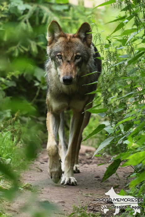 Europäischer Wolf im Wildpark