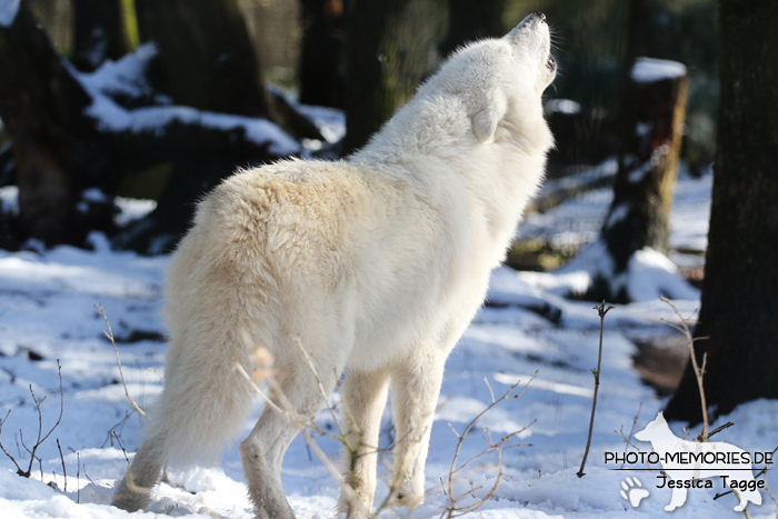 Hudson Bay Wolf im Wolfcenter