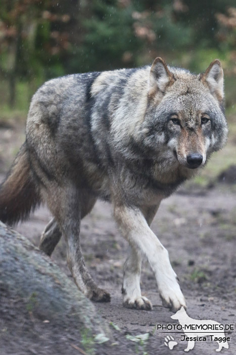 Europäischer Wolf im Wildpark