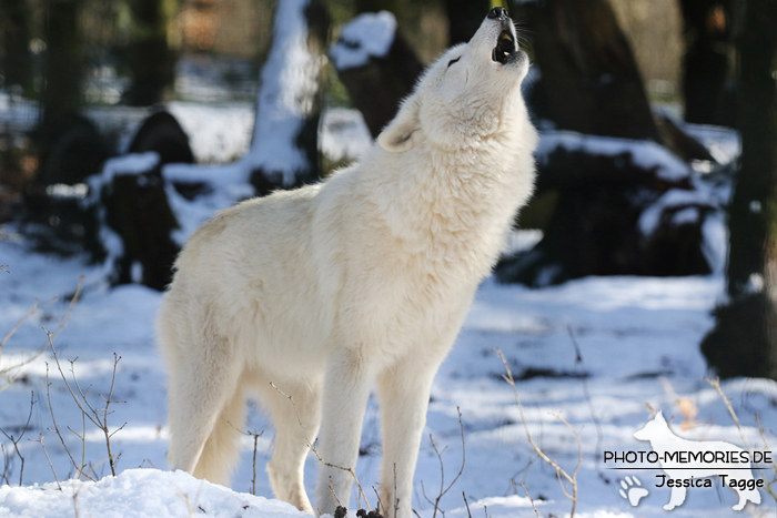 Hudson Bay Wolf im Wolfcenter