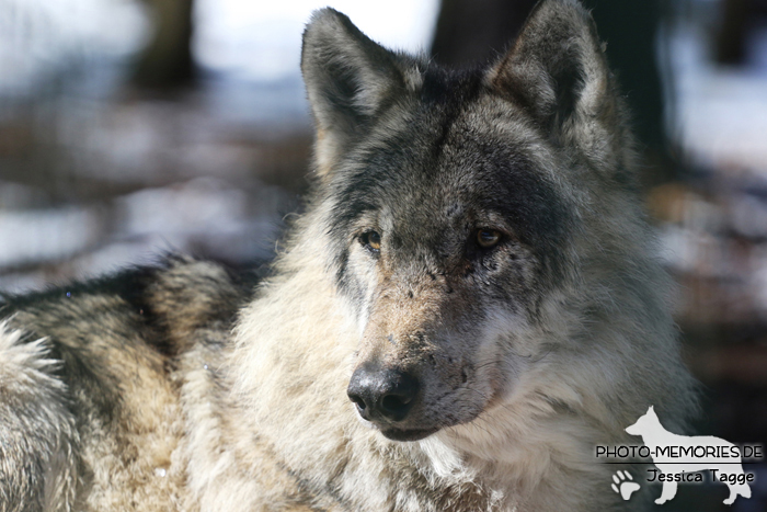 Europäischer Grauwolf im Wolfcenter