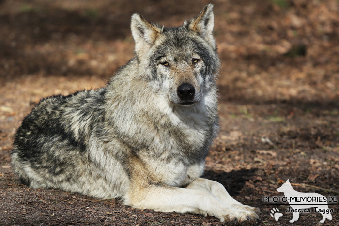 Europäischer Grauwolf im Wolfcenter