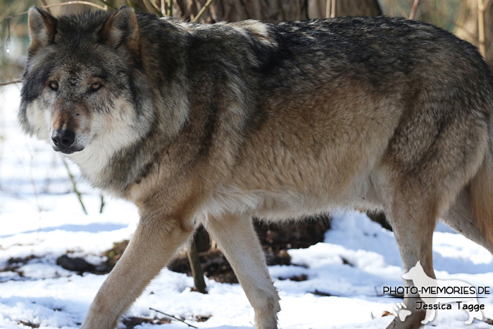 Europäischer Grauwolf im Wolfcenter